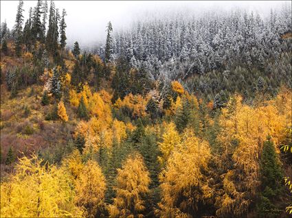 Gold to White - Jiuzhaigou National Park - China SQ (PBH4 00 15792)